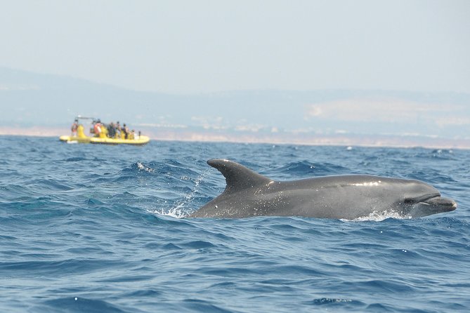 Caves and Dolphin Watching Cruise from Albufeira - The optional swim stop