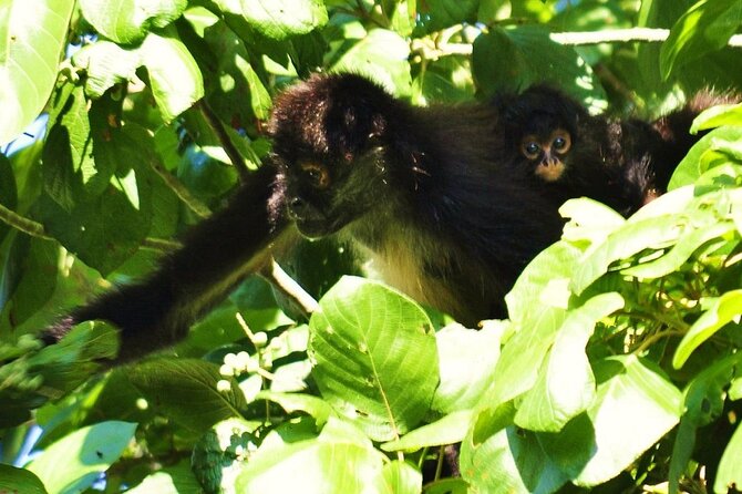 Cenote La Noria Tour + Jewelry Shopping Tour + Tequilera - Transport, timing, and the small-group promise