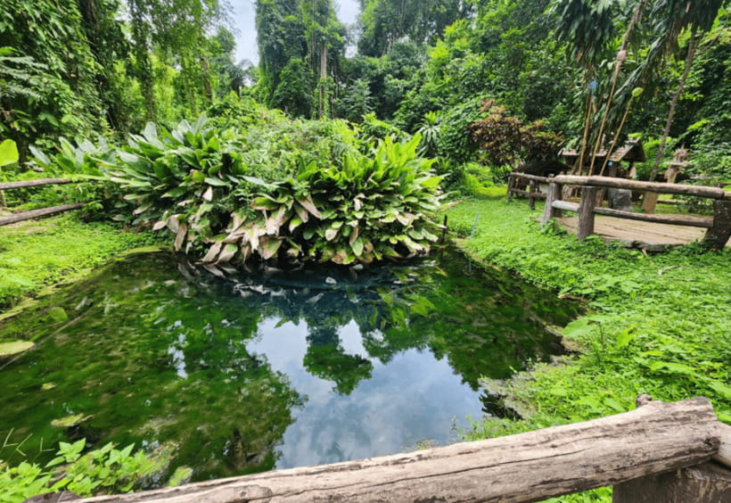 Chiang Mai: Sticky Waterfall, Bua Tong Cave Join Tour - Food, bathrooms, and small comforts on site