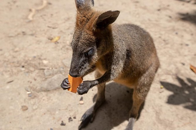 Chillagoe Caves and Outback Day Trip from Cairns - The Chillagoe caves are the main event