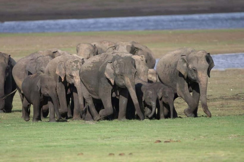 Colombo: Sigiriya, Dambulla Caves, & Wildlife Day Tour - What the $60 price really means