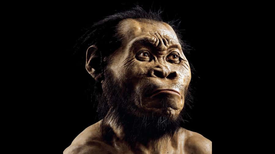 Cradle of Humankind and Sterkfontein Caves Half-Day Tour - Why Sterkfontein matters