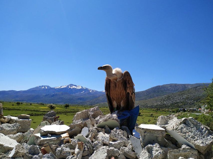 Crete: Lasithi Plateau and Cave of Zeus Off-Road Safari Tour - Lunch in Krasi, with wine and old plane trees