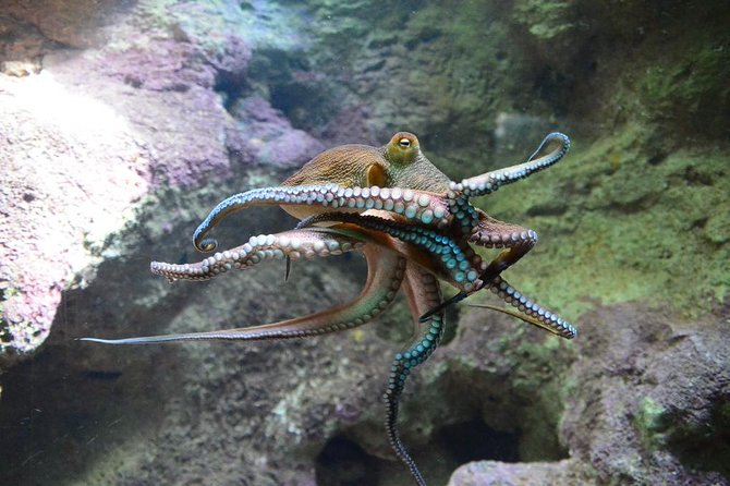 Crystal Caves, Aquarium, City of Hamilton and Ferry - Hamilton gives you a useful taste of city life