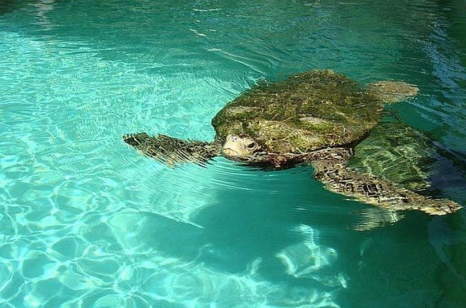 Crystal Caves, Aquarium, City of Hamilton and Ferry - Is $123 a fair price?