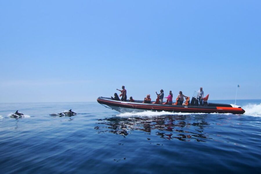 Dolphin Safari and Cave Tour in Vilamoura - A dolphin search from Vilamoura Marina