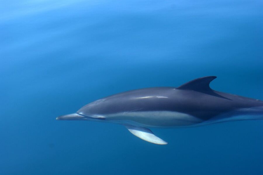 Dolphin Safari and Cave Tour in Vilamoura - Timing, boarding, and possible delays
