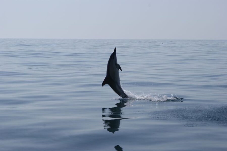 Dolphin Safari and Cave Tour in Vilamoura - Finding dolphins along the Algarve coast