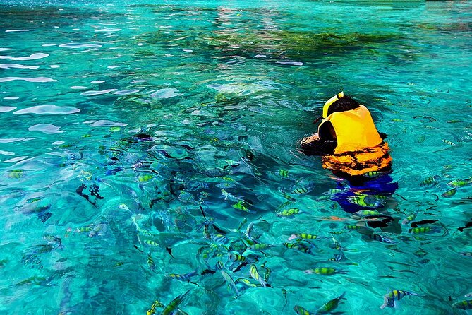 Dolphin, Sea Cave, Captain Cook, Kealakekua Bay Reef Snorkeling - Pineapple, water, and the $89 price