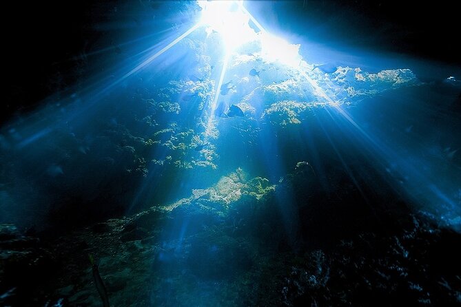 Dolphin, Sea Cave, Captain Cook, Kealakekua Bay Reef Snorkeling - Who will enjoy this most