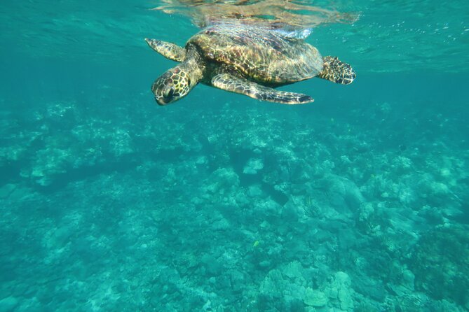 Dolphin, Sea Cave, Captain Cook, Kealakekua Bay Reef Snorkeling - Booking and cancellation details worth noting