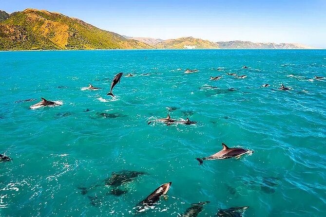 Dolphin, Sea Cave & Captain Cook Snorkel Combo in Kealakekua Bay - Quick takeaways