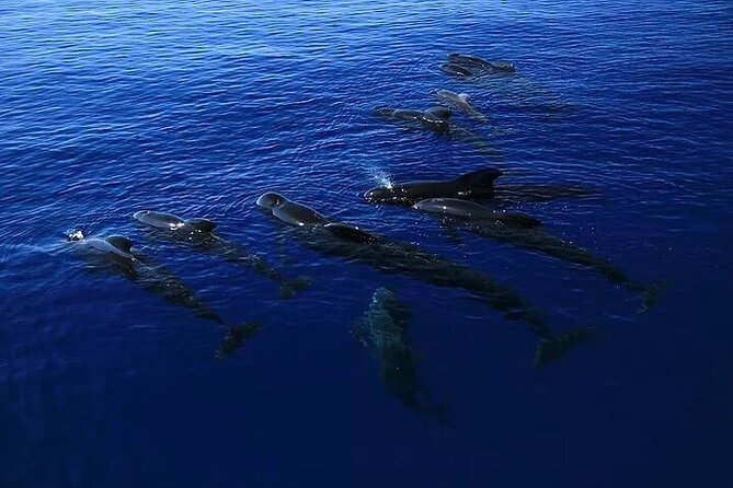 Dolphin, Sea Cave & Captain Cook Snorkel Combo in Kealakekua Bay - Who should book this outing