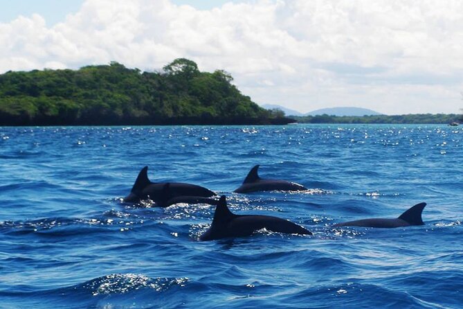 Dolphin tour, Jozani Forest, Jambiani Kuza Cave, Paje Beach &The Rock restaurent - One long day from dolphins to The Rock