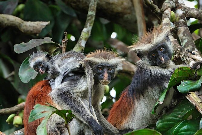 Dolphin tour, Jozani Forest, Jambiani Kuza Cave, Paje Beach &The Rock restaurent - Jozani Forest and Zanzibar’s red colobus monkeys