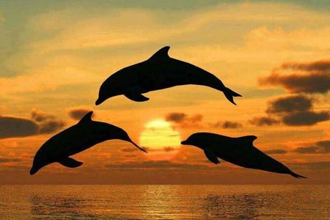 Dolphin tour, Jozani Forest, Jambiani Kuza Cave, Paje Beach &The Rock restaurent - Paje Beach and the quiet hour by the sea
