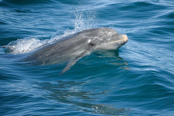 Dolphin Watching and Cave Boat Cruise from Albufeira - Searching for dolphins in their natural home