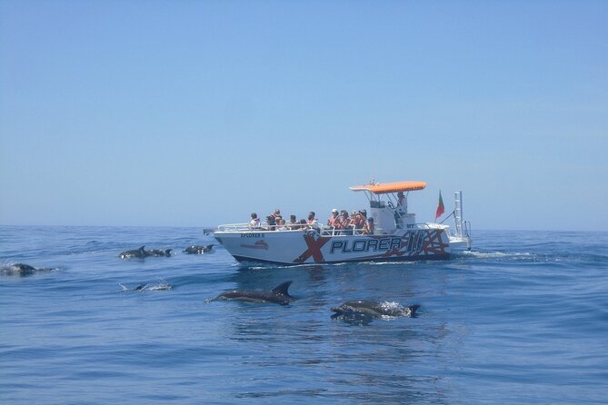 Dolphin Watching and Caves Cruise - From Albufeira Marina to the Benagil coast