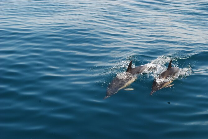 Dolphin Watching and Caves Cruise - Searching for wild dolphins off the Algarve