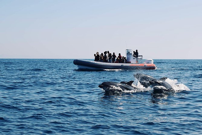 Dolphins Search and Benagil Caves from Albufeira - Key points to know before booking