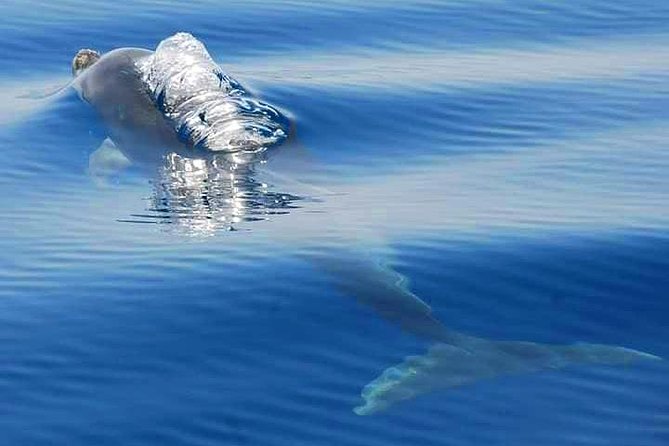 Dolphins Search and Benagil Caves from Albufeira - Why the Benagil coast works so well from a boat