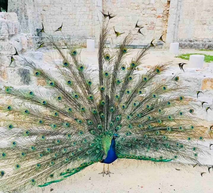 Dubrovnik: Lokrum Island and Betina Cave Boat Tour - Lokrum Island: two hours among peacocks and old ruins