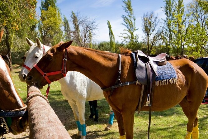 Extreme Horses Adventure with ATV, Ziplines & Cenote - The Mayan cenote swim