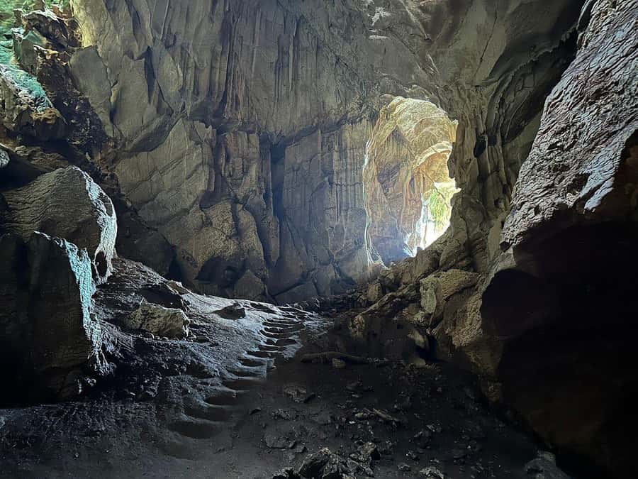 Fiji: Zipline Adventure and Cave Exploration - Ancient Vesi trees and the first zipline sequence