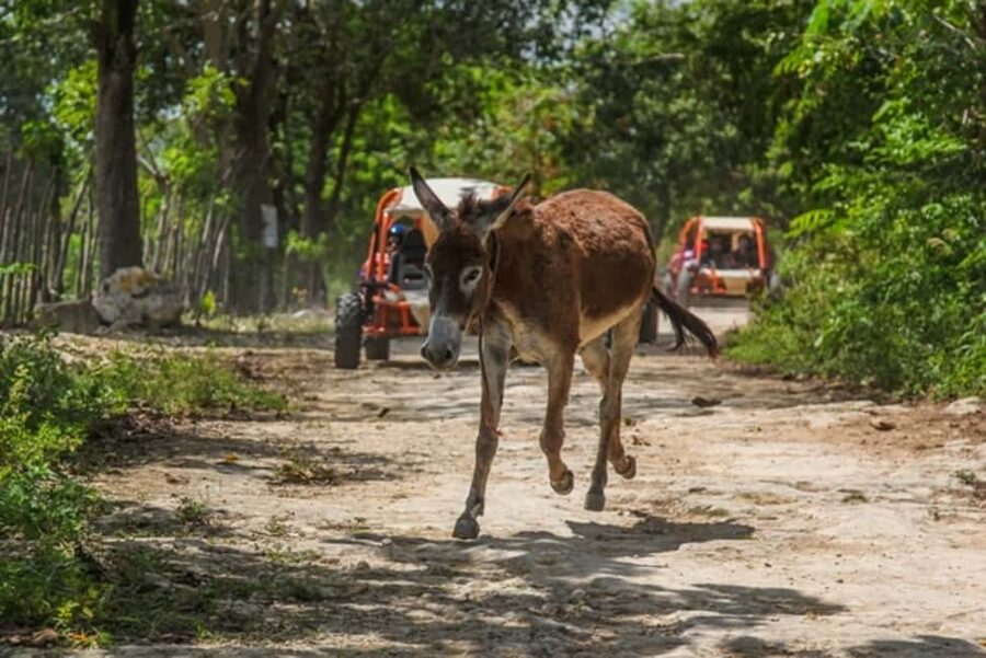 Flintstones Buggy, Cave and Adventure in Bavaro - The 10-kilometer ride through the Dominican countryside