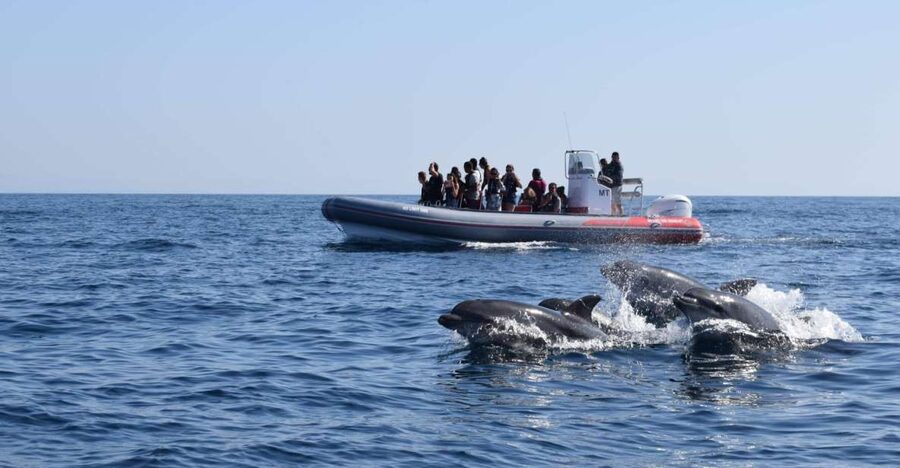 From Albufeira: Benagil Caves and Dolphins Guided Boat Tour - Key points to know before booking
