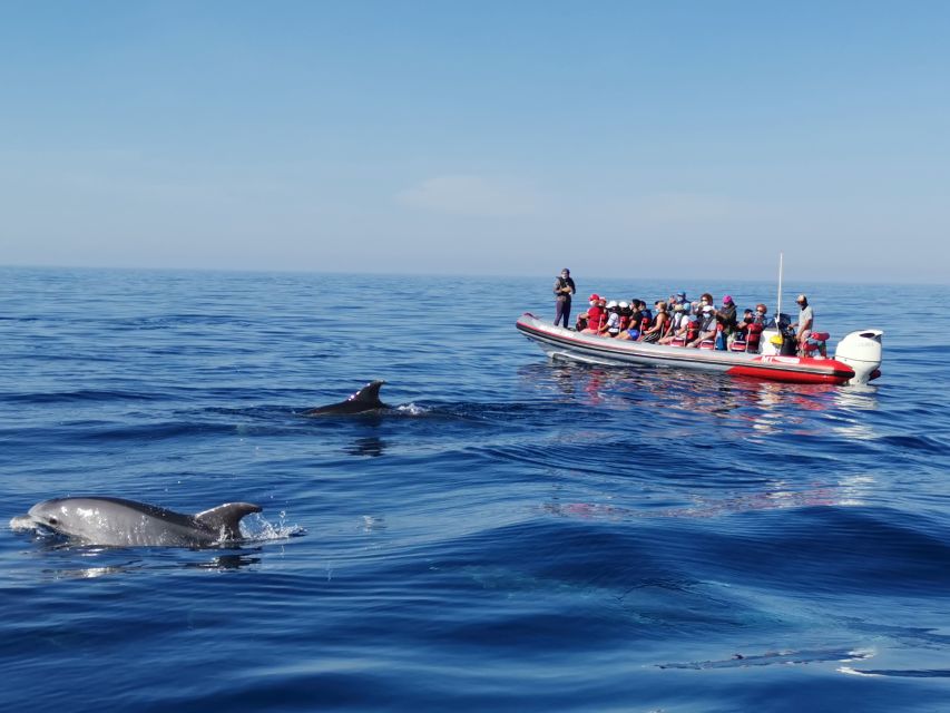 From Albufeira: Benagil Caves and Dolphins Guided Boat Tour - From Albufeira Marina toward Benagil