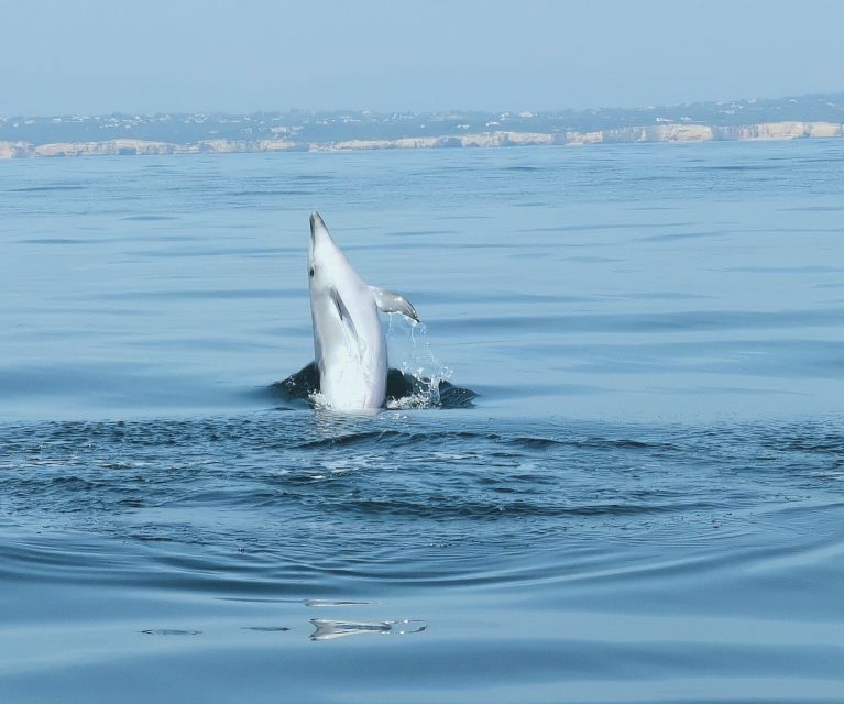 From Albufeira: Benagil Caves and Dolphins Guided Boat Tour - Practical preparation for the marina