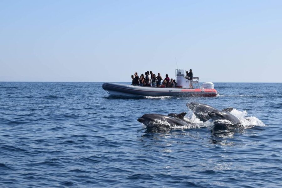 From Albufeira: Benagil Caves and Dolphins Guided Boat Tour - Why the Algarve coast is the real star