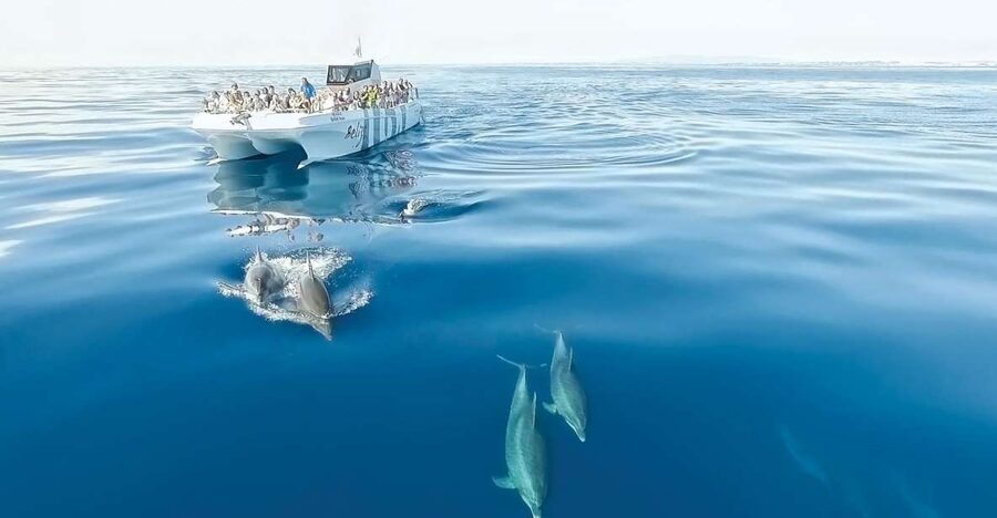 From Albufeira: Dolphins and Caves 2.5-Hour Boat Trip - What the Albufeira dolphin trip is really like