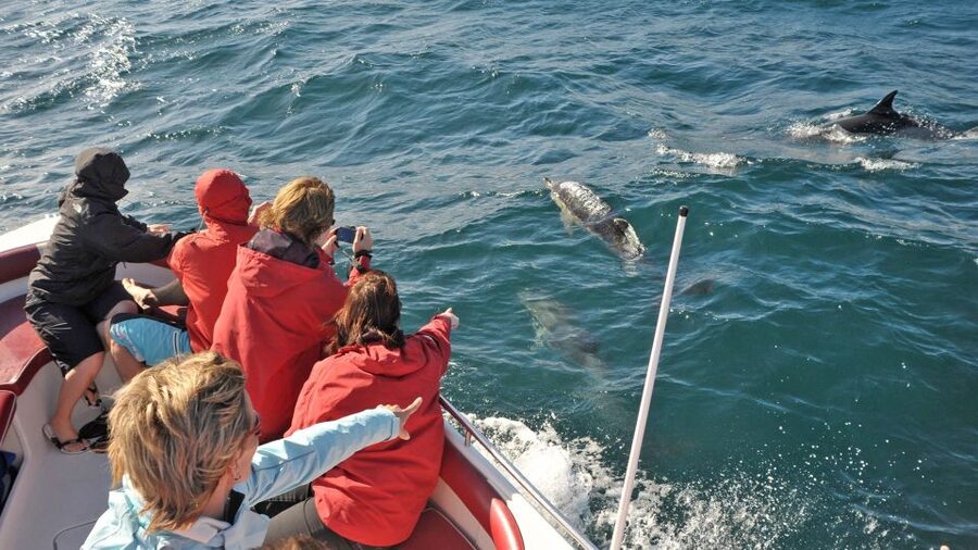 From Albufeira: Dolphins and Caves 2.5-Hour Boat Trip - Seeing Algarve caves from sea level