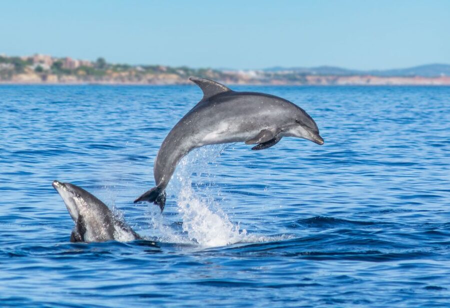 From Albufeira: Dolphins and Caves 2.5-Hour Boat Trip - The guides make a real difference