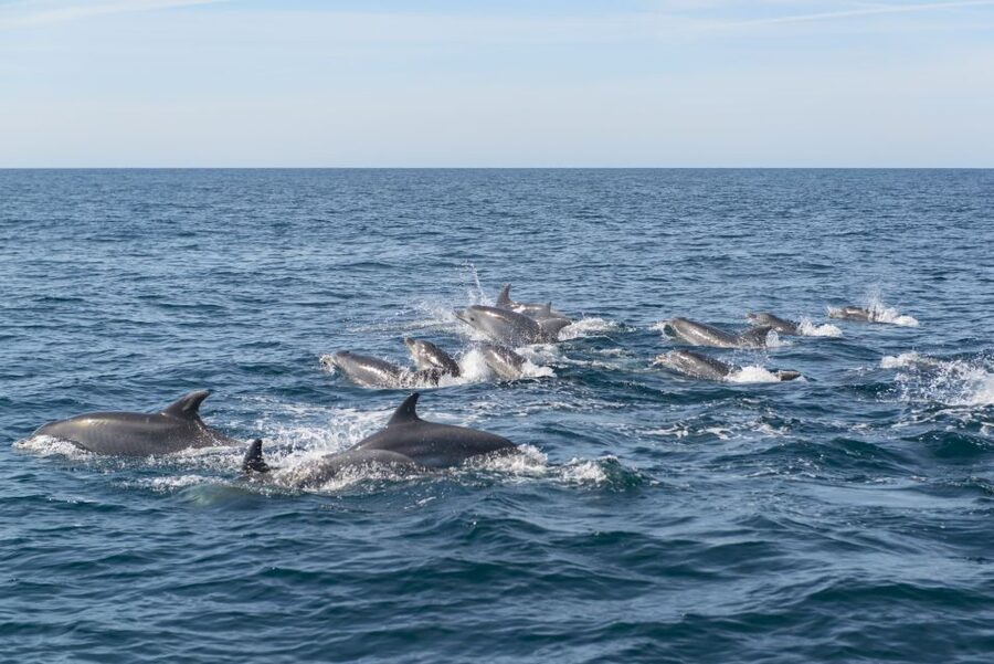 From Albufeira: Dolphins and Caves 2.5-Hour Boat Trip - Who should book this boat trip?