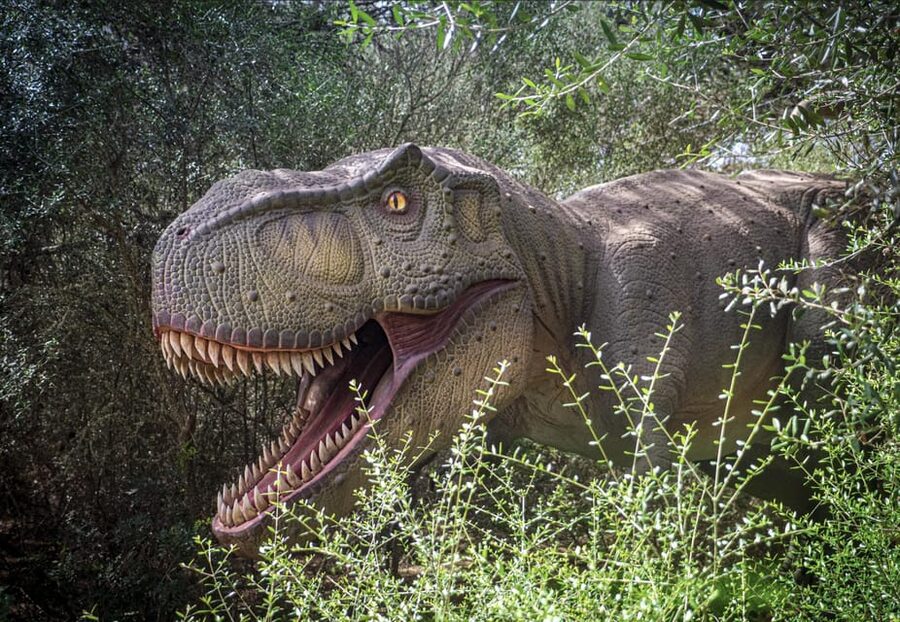 From Alcúdia: Dinosaurland and Hams' Caves Half-Day Trip - Why this unusual Mallorca pairing works