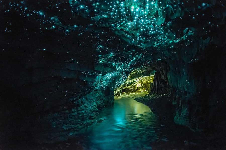 From Auckland: Day Trip to Waitomo Glow Worm Caves - Why the Waitomo glowworms are worth the long road trip