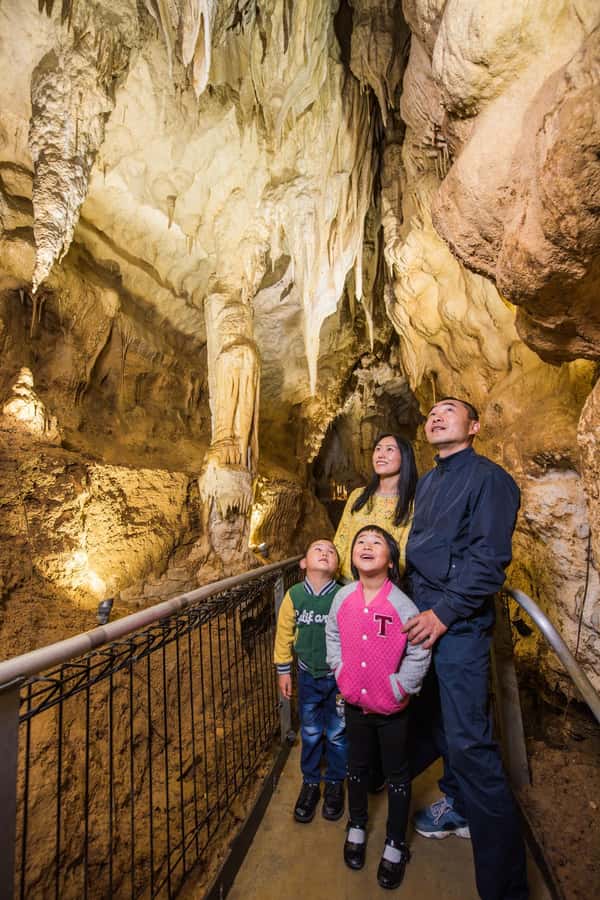 From Auckland: Day Trip to Waitomo Glow Worm Caves - The return to Auckland
