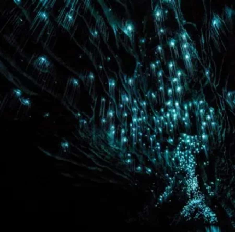 From Auckland: Day Trip to Waitomo Glow Worm Caves - Who will enjoy this day trip most