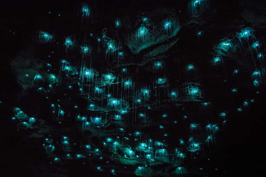 From Auckland: Day Trip to Waitomo Glow Worm Caves - Practical tips for a smoother day
