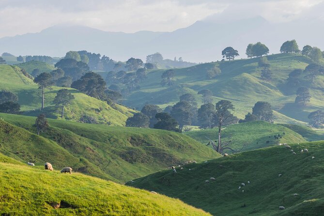 From Auckland:Hobbiton Movie Set & Waitomo Caves Small Group Tour - The return trip through Waikato