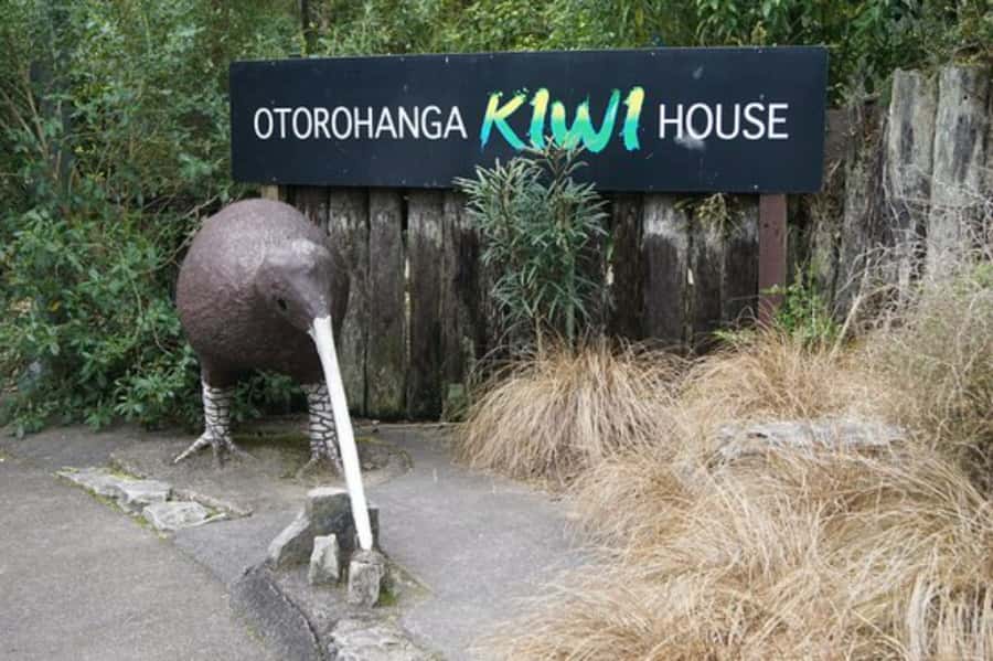 From Auckland: Waitomo Caves and Kiwi House Group Tour - Is $209 good value for a nine-hour day?
