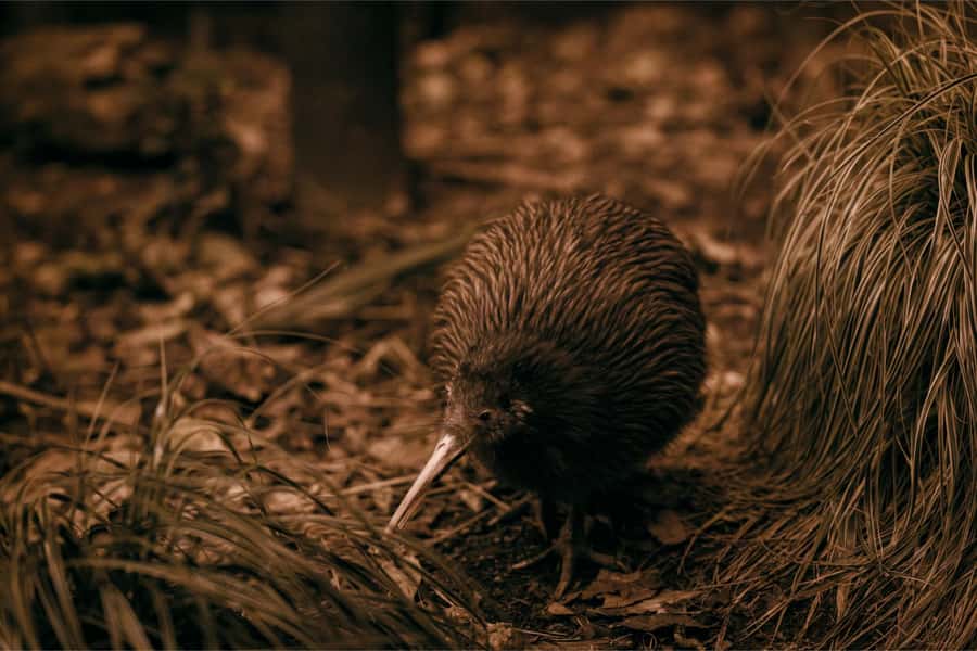 From Auckland: Waitomo Caves and Kiwi House Group Tour - The Auckland to Waikato road journey