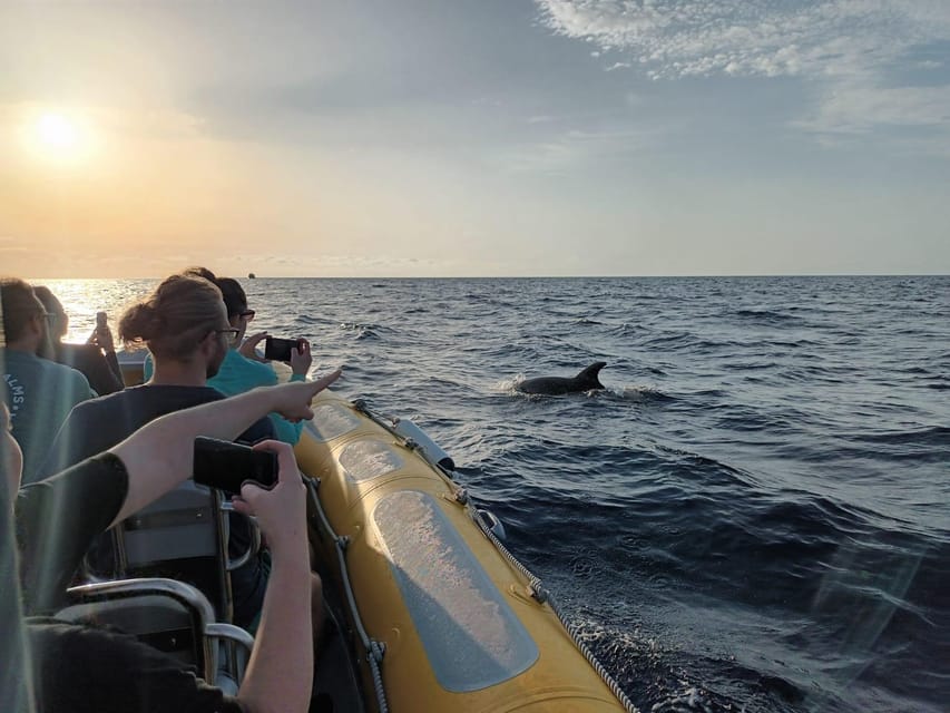 From Can Picafort: Dolphin Watching and Cave Boat Trip - Who should book this boat trip?