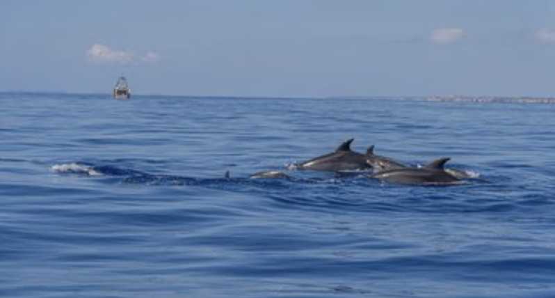 From Can Picafort: Dolphin Watching and Cave Boat Trip - A small boat with a good reason to go offshore