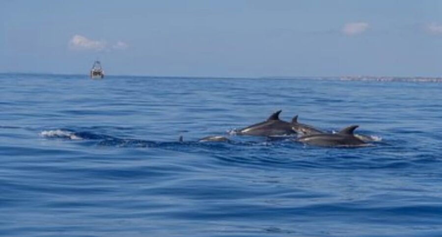 From Can Picafort: Dolphin Watching and Cave Boat Trip - Cap de Pinar, cliffs, and the cave stop