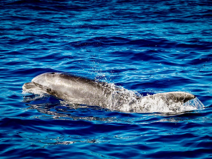 From Can Picafort: Dolphin Watching and Cave Boat Trip - What the three hours feel like