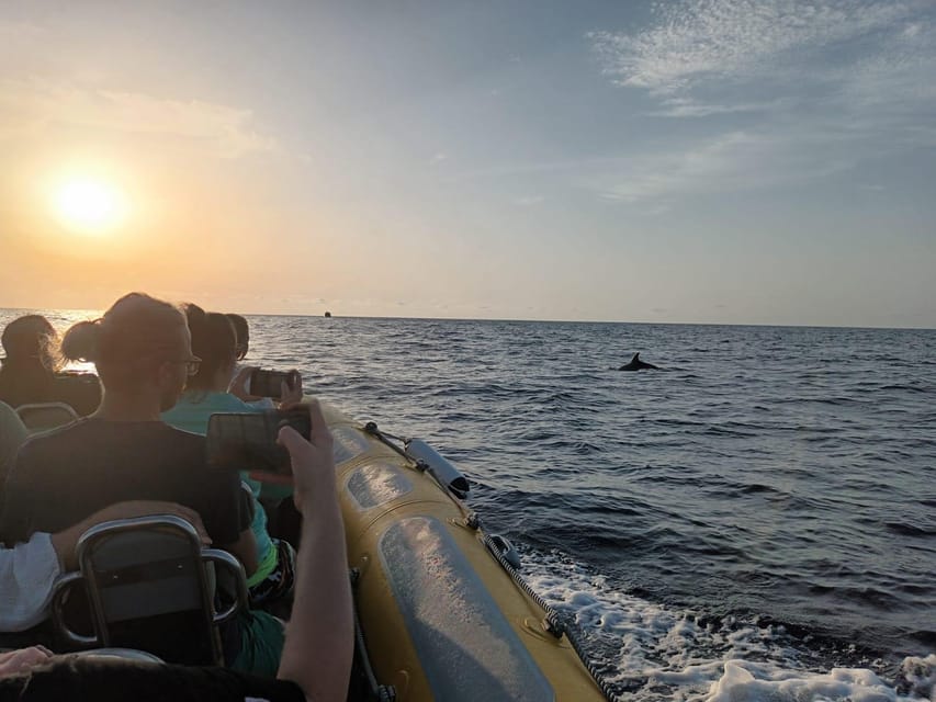From Can Picafort: Dolphin Watching and Cave Boat Trip - Is $82 a fair price?